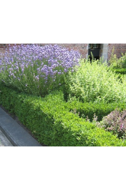 Бруслина Грін Спайр невисокий живопліт